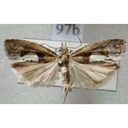 Epinotia brunnichana (Linnaeus, 1767) Czech97b
